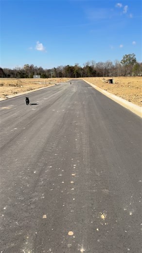 Who let the dogs out? “Golden hour with the doodle crew ✨” #poddlesofinstagram #dog #dogwalkersofinstagram #pets #styleinspo | Ladydarlingdiva