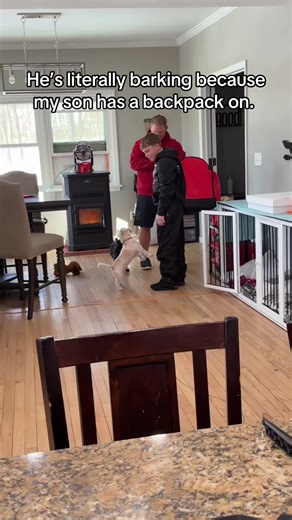 He stops immediately!! #stopbarking #dogsbarking #dogtrainer #dogtraining #dogsoftiktok