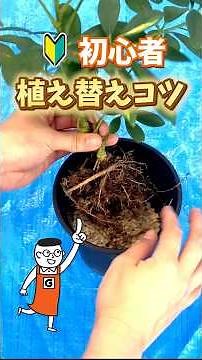 Tips and tricks for repotting ornamental plants | A method that won't fail even for gardening beg...