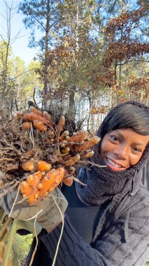 Harvest Tons of Ginger and Turmeric | Grow Your Own