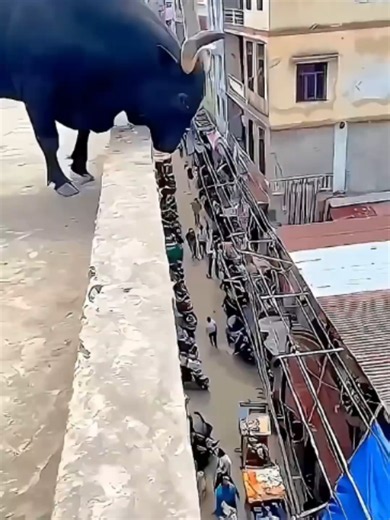 Animals That Sense When the End of Their Lives Is Near