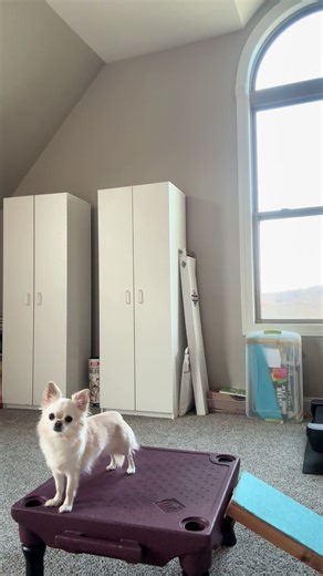 Teaching Dogs to Take a Bow with Clicker Training