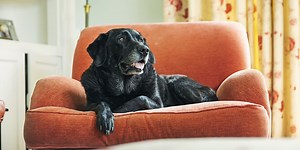 Vet warns about the dangers of wasp stings for dogs, after puppy is attacked