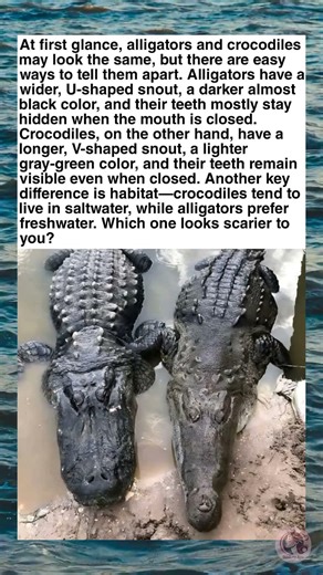 Alligator vs Crocodile: Spot the Difference 🐊👀