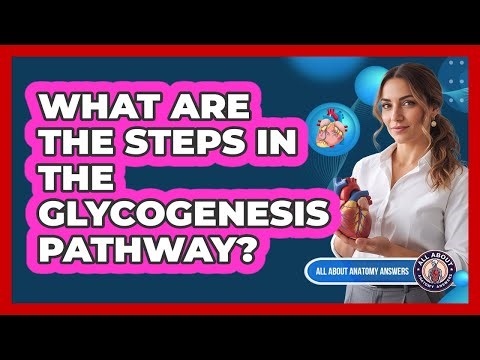What Are The Steps In The Glycogenesis Pathway?