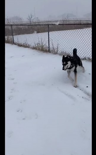 First Time Playing in the Snow with My Dog