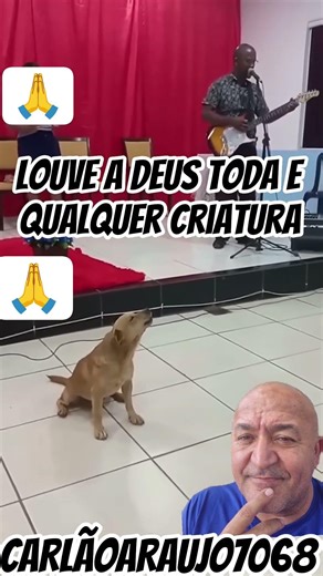 toda e qualquer criatura, Louve a Deus #curti #piadascurtas #cachorro #piadasrapidas #memes #top10