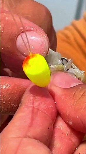 how to use CRABS FOR BAIT 🦀🎣 #fishing