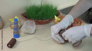 hands with gloves put onion shells, rice and egg into sock and string