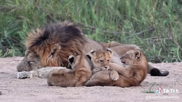 Old King Shares a Final Quiet Moment #wildlife #animals #nature #wildscenes #savannalife