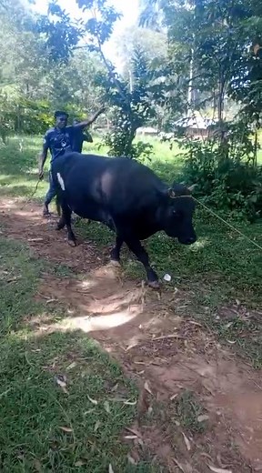 149K views · 2.2K reactions | how Slaughter wins umoja  | Mfalme Bullfighter | Facebook