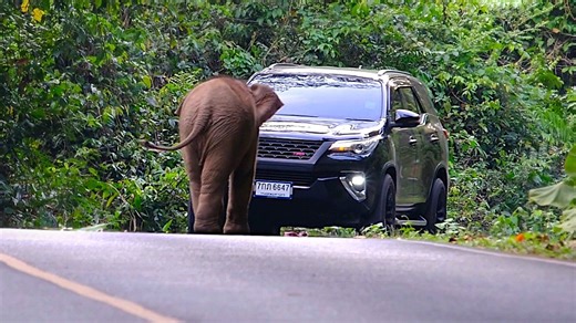 Adorable baby elephant playfully blocks car on road