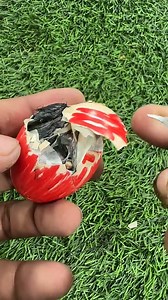 Red wattled egg hatching #mianinventions | Mian Inventions