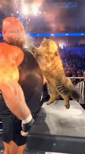 Cat vs Man in Slap Olympics 😹👋 | Ultimate Meme Battle