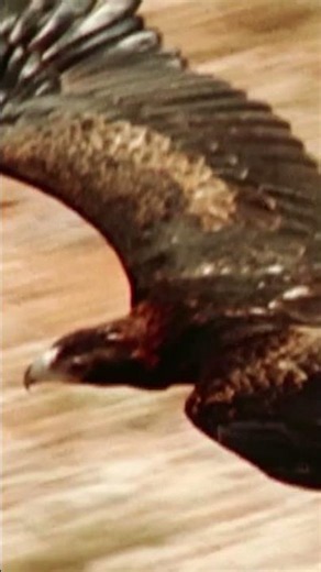 Baby Kangaroo vs Deadly Eagle #kangaroo #animaldocumentary #wildlife