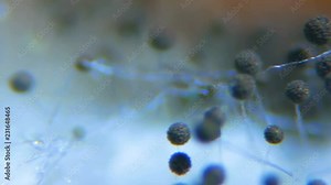 Black Mold taken from rotten bread , under a microscope. Colony of mold with spores on a bread crust. Allergy, poisoning, fungus. Abstract texture of a white mold colony. Close up. Closeup.4K UHD