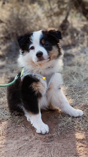 Life with Australian Shepherds on TikTok