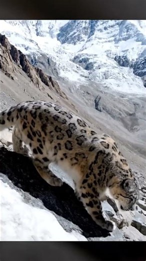 Must-See: The Majestic Snow Leopard in its Natural Habitat #snowleopard #mountains