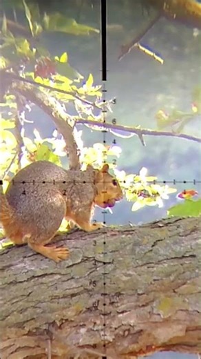One Shot, One Squirrel - Perfect Impact! #hunting #slowmotion #precision