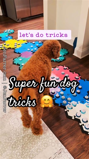 Talking Dog Tricks 🤗 totally normal dog stuff 😀