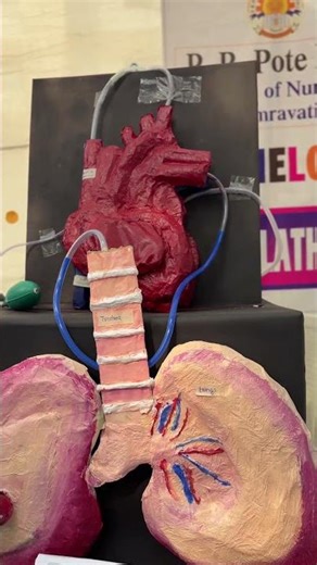 cardiovascular system Exhibitions Model