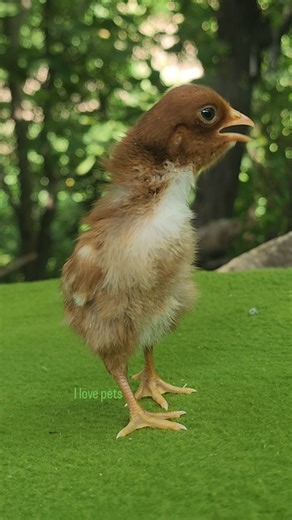 Cute baby Chickens sweet sounds 🐥🎶 #birds #wildlife #babychicken #babychickenpsounds #henfood #hen #henbaby #henchicks #babychickschirping #colorfulchicks #babychickenfunnyplay #babychickens #babychickenfunnybeautiful #chickcolourful #colorfulchickssale #babychickschirping #henbaby #henbabychicks #4numberfeed #bravewilderness #theriverandwildershow #thedodo #catsland #wanderershub #wildernesslife #funnyvines #tvshow | I Love Pets