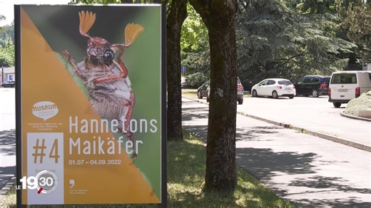Les hannetons se refont une réputation au musée d'histoire naturelle de Fribourg | RTS