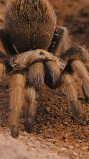 The Golden Retriever of TARANTULAS! Aphonopelma chalcodes #tarantula #spider #pettarantula #tarantulakeeper #pets #animals #petspider #nature | The Tarantula Collective