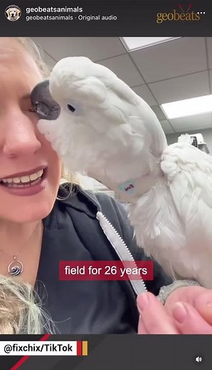 Cumulus's Inspiring Journey at Mickaboo Companion Bird Rescue