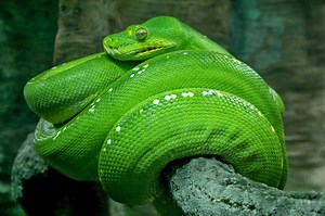 Python Tutorial File Type Pdf