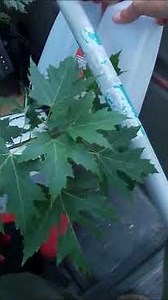 Effective Budget Brush Piles for Crappie