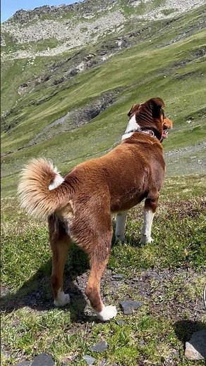 Swiss 🇨🇭 Groundhog hunter