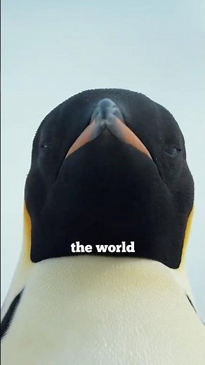 Amazing Emperor Penguin Facts!