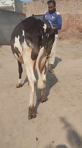 #ماشاءاللــّٰـــــه ❤️ #قیمت 365,000 #فریزین کراس گبن گاے 7/8 دن...