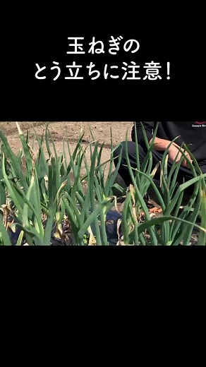 玉ねぎトウ立ちの対処法と注意点