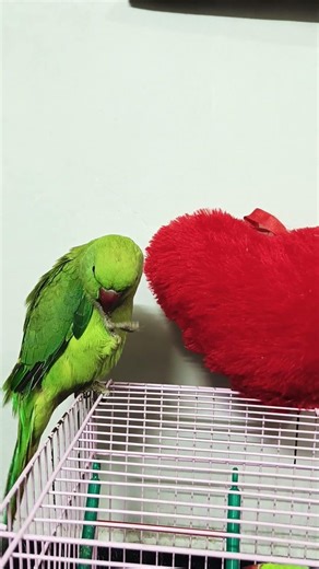 Parrot talking mere bete😍 parrot sound 🦜 #parrot #parrottalking #youtubeshorts #talkingparrot #cute