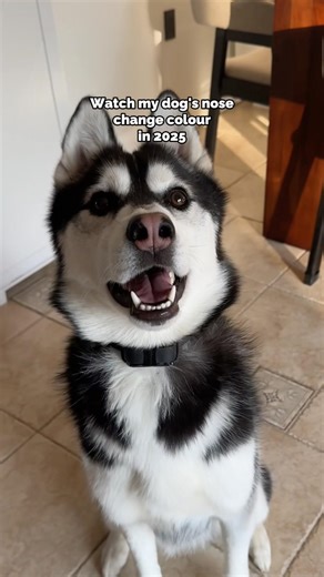 watch my dogs nose change color throughout the year
