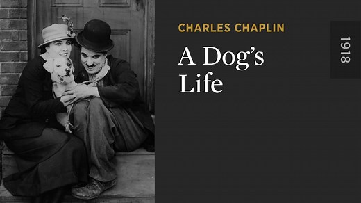 A Dog’s Life