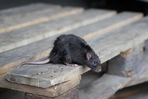 Débarrassez-vous définitivement des rats grâce à ce redoutable piège fait maison