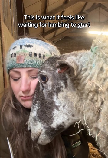 Why does lambing feel like it’s taking forever to start? I think I have major FOMO of everyone with their sheep lambing atm #sheep #farmlife #lambs