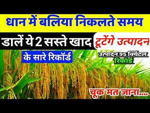 धान में बाली निकलते समय कौन सा खाद डालें | Dhan Me Bali Nikalte Samay Kya Dale|Paddy Best Fertilizer