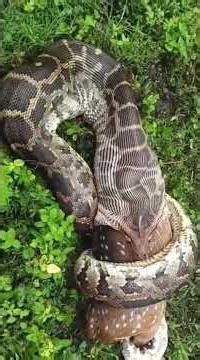 #python swallowing #deer #wildlife in #wayanad #real #jungle moments