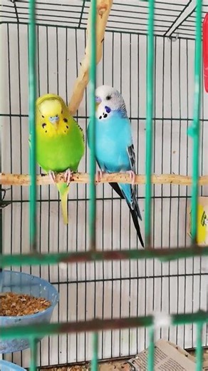 canarios dándose amor ❤️#pájaro #canario