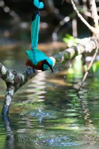 The Turquoise Hunter's Grace