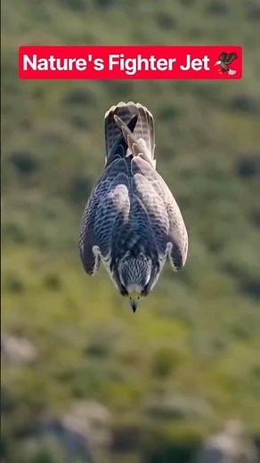 Nothing Escapes This Falcon Dive