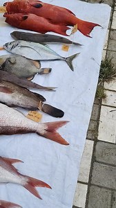 San Carlos Fishing Tournament productive catch. #richardmolinafishing | Richard Molina Fishing