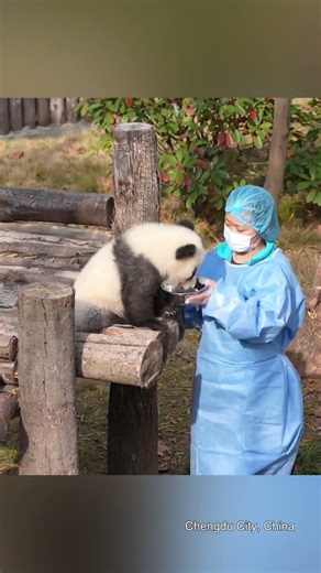 Cuteness overload! New-born panda cubs at play🐼