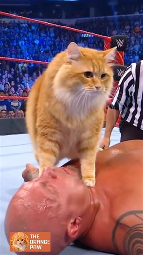 OMG!! Sora Cat Wins in WWE #unstoppable #wwe #shortsfeed