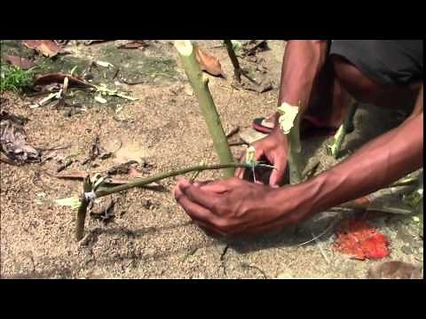 Primitive Spring Loaded Chicken Trap, Batak Tribe
