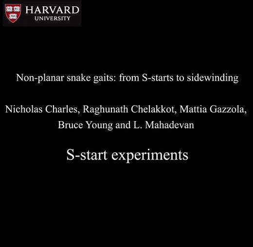 Slithering snakes: The science behind the motion of a young anaconda